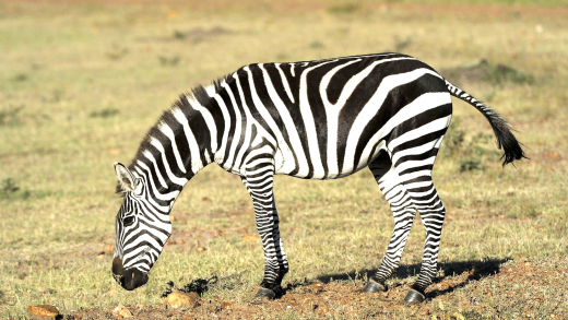 Unique patterns of zebra stripes