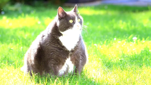 Cat with diabetes management supplies