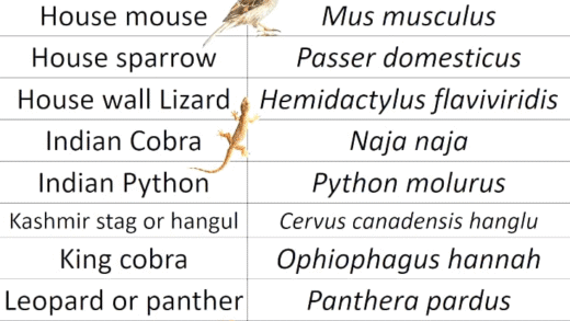 Illustration of scientific names in animal classification