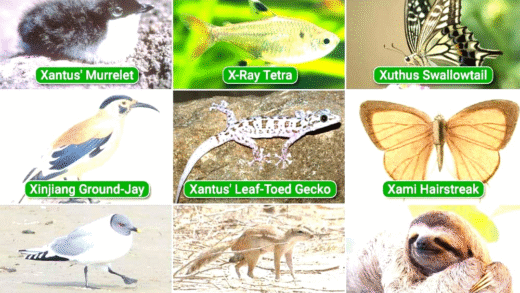 Rare animals that start with the letter X