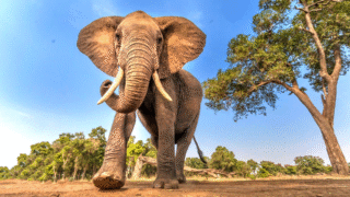 Elephants demonstrating their memory skills