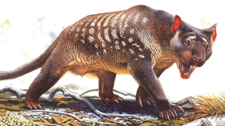 Illustration of extinct marsupial lions hunting in Australia