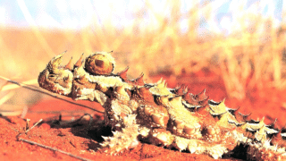 Image of Thorny Devil Lizard in its natural habitat