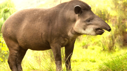Wildlife in the Andes Mountains