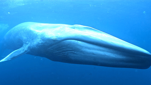 A blue whale swimming majestically in the ocean