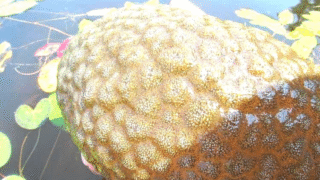A colony of bryozoans resembling a brain in a Canadian lagoon