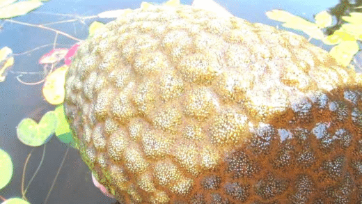 A colony of bryozoans resembling a brain in a Canadian lagoon