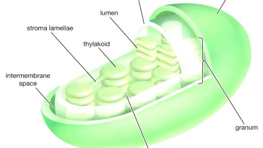 Chloroplasts are essential for plant photosynthesis