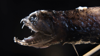 A deep-sea dragonfish showcasing its bioluminescence