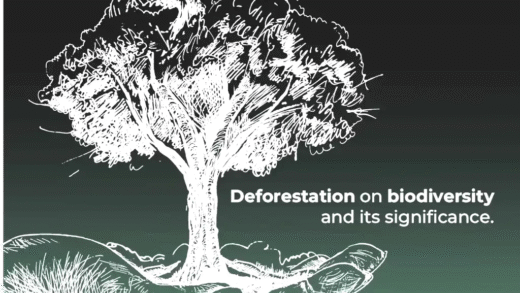 A visual representation of deforestation and its effects on the environment