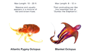 Various species of octopus in their natural habitat