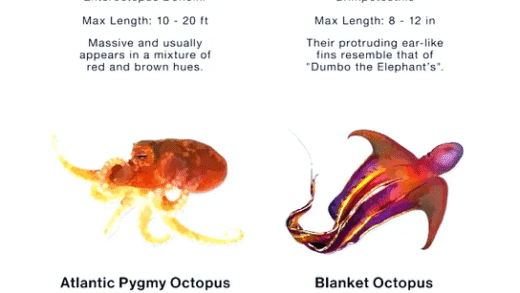 Various species of octopus in their natural habitat