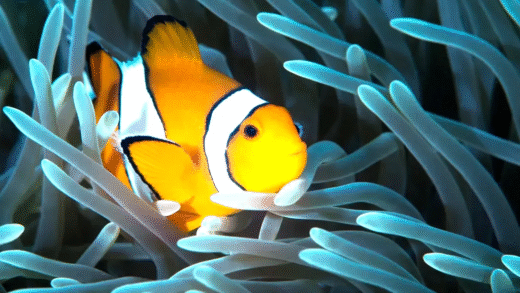 An illustration of fish sleeping