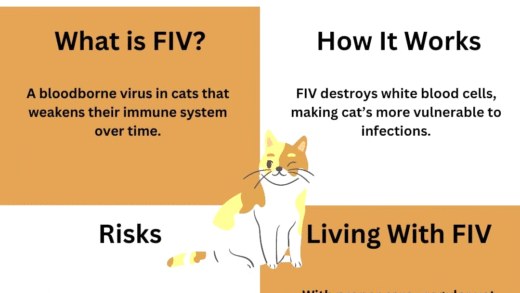 FIV positive cat care