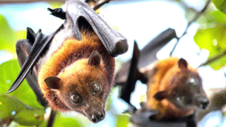 Fruit bats pollinating flowers