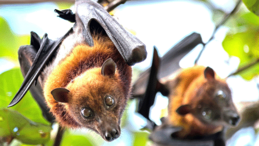 Fruit bats pollinating flowers