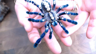 A close-up of the Gooty Sapphire Tarantula showcasing its vibrant blue coloration