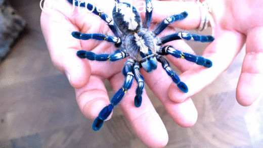 A close-up of the Gooty Sapphire Tarantula showcasing its vibrant blue coloration