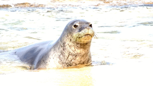 Hawaiian monk seal with an eel in its nose