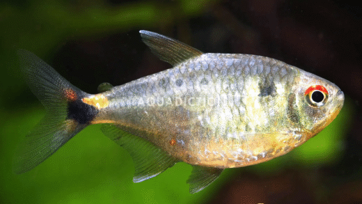 Colorful Head and Tail Light Tetra swimming