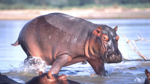 A hippo secreting sunscreen for skin protection