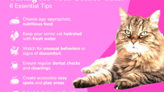Healthy cat sitting happily