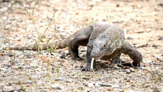 Image of a Komodo Dragon