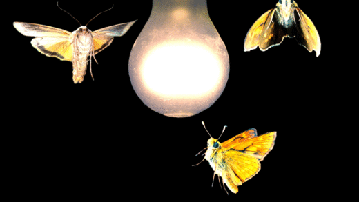 Moths flying around a light source at night