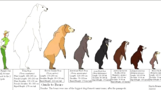 Image showing the size of polar bears in comparison to other animals