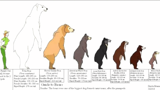 Image showing the size of polar bears in comparison to other animals