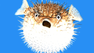 A pufferfish in its natural habitat