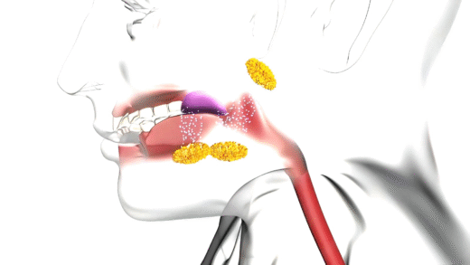 Saliva's Role in Flavor and Digestion