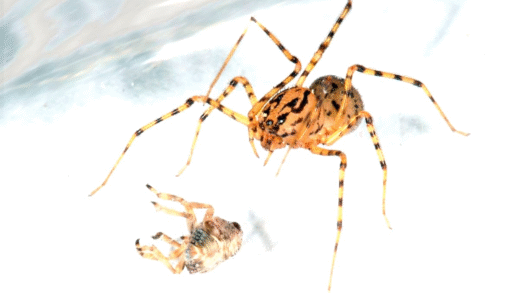 Various methods of spider hunting