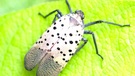 Spotted Lanternfly on a tree