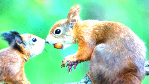 Understanding Squirrel Handedness