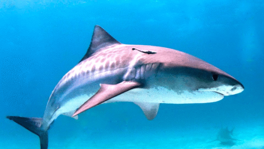 A tiger shark swimming in the ocean