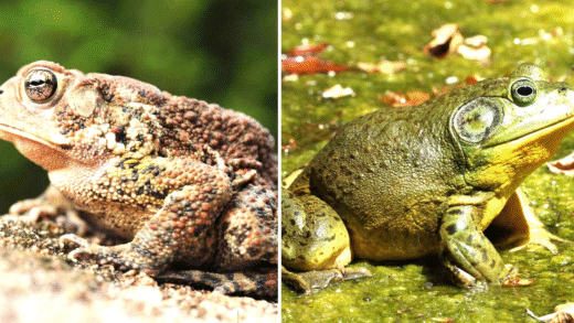 Comparison of Toads and Frogs