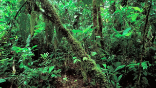 A lush tropical rainforest with diverse plant and animal life