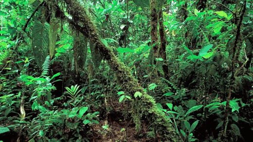 A lush tropical rainforest with diverse plant and animal life