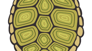 An illustration showing the composition and structure of turtle shells