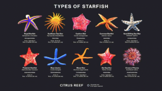 A unique starfish species in its natural habitat
