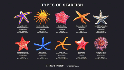 A unique starfish species in its natural habitat