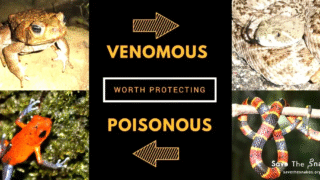 Infographic of venomous and poisonous creatures