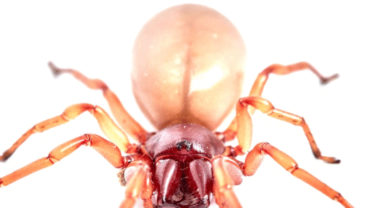 Close-up of a woodlouse spider