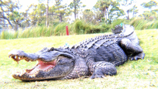 Alligator in its natural habitat