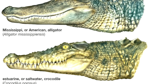 Alligators vs Crocodiles Identification