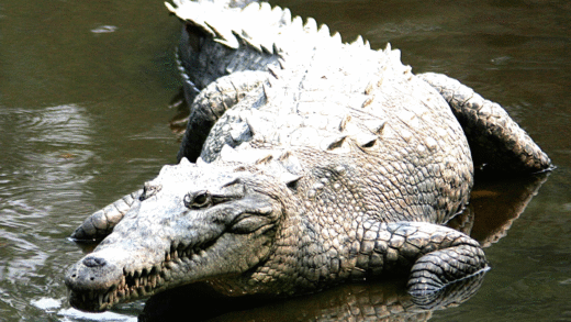 American Crocodile basking in sunlight