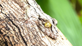 Examples of animal camouflage in nature