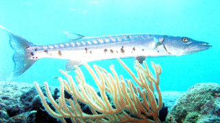 Delicious Barracuda Fish Meal
