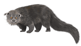 Binturong in its natural habitat